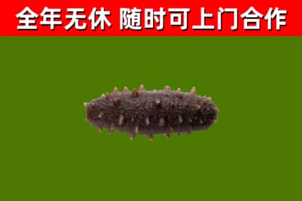 高州烟酒回收干海参.jpg